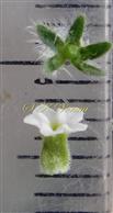  Calyx+Ovary and Corolla